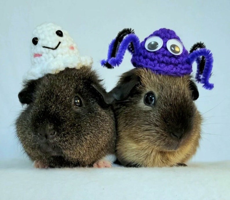 Puede incluir: Dos conejillos de indias con disfraces de Halloween. Uno lleva un gorro de fantasma blanco de ganchillo y el otro lleva un gorro de ara&ntilde;a morado de ganchillo con ojos saltones.
