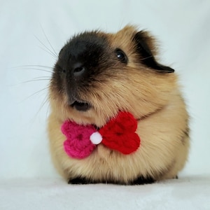 May include: A guinea pig with tan and black fur wearing a red and pink crocheted bow tie with a white pom-pom center. The guinea pig is sitting on a white surface.