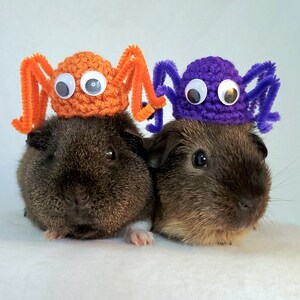 Puede incluir: Dos conejillos de indias marrones con sombreros de ara&ntilde;a de ganchillo. Un sombrero es naranja con ojos saltones blancos y el otro es morado con ojos saltones blancos.