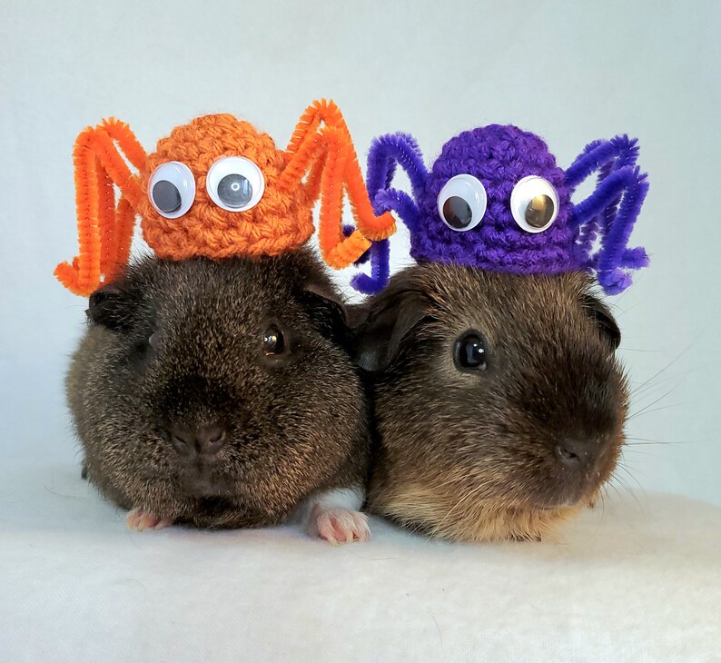 Puede incluir: Dos conejillos de indias marrones con sombreros de ara&ntilde;a de ganchillo. Un sombrero es naranja con ojos saltones blancos y el otro es morado con ojos saltones blancos.