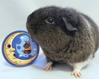 Custom Guinea Pig Sticker: Waterproof Laptop Decal