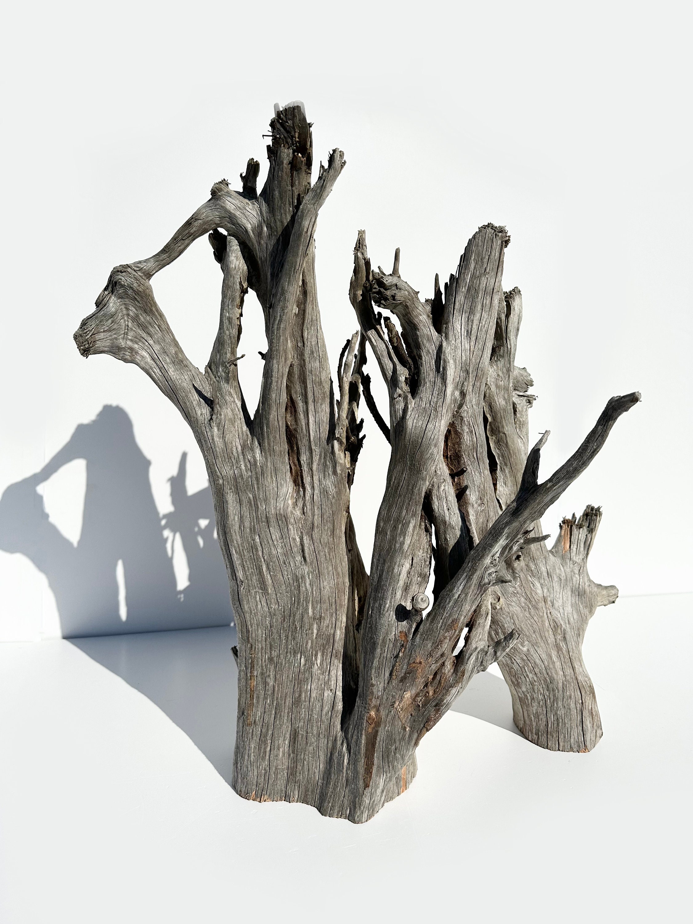 Aquarium Driftwood Stump, Large Driftwood Sculpure, Ghostwood Branch