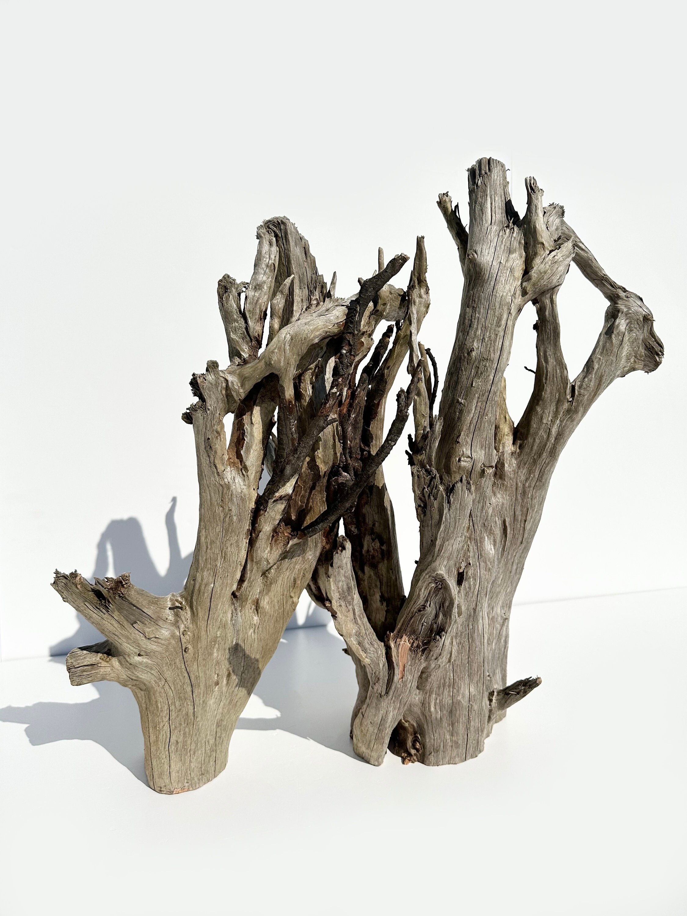 Aquarium Driftwood Stump, Large Driftwood Sculpure, Ghostwood Branch