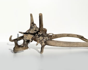 Scultura in legno galleggiante per acquario Aquascape hardscape, decorazione di rami di legno fantasma, legni per terrari per acquario di pesci in legno di rettili, recinto di serpenti