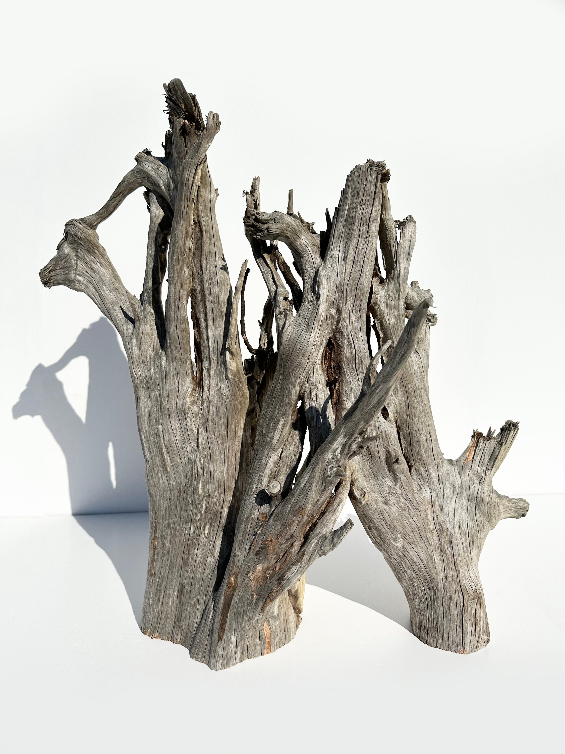 Aquarium Driftwood Stump, Large Driftwood Sculpure, Ghostwood Branch
