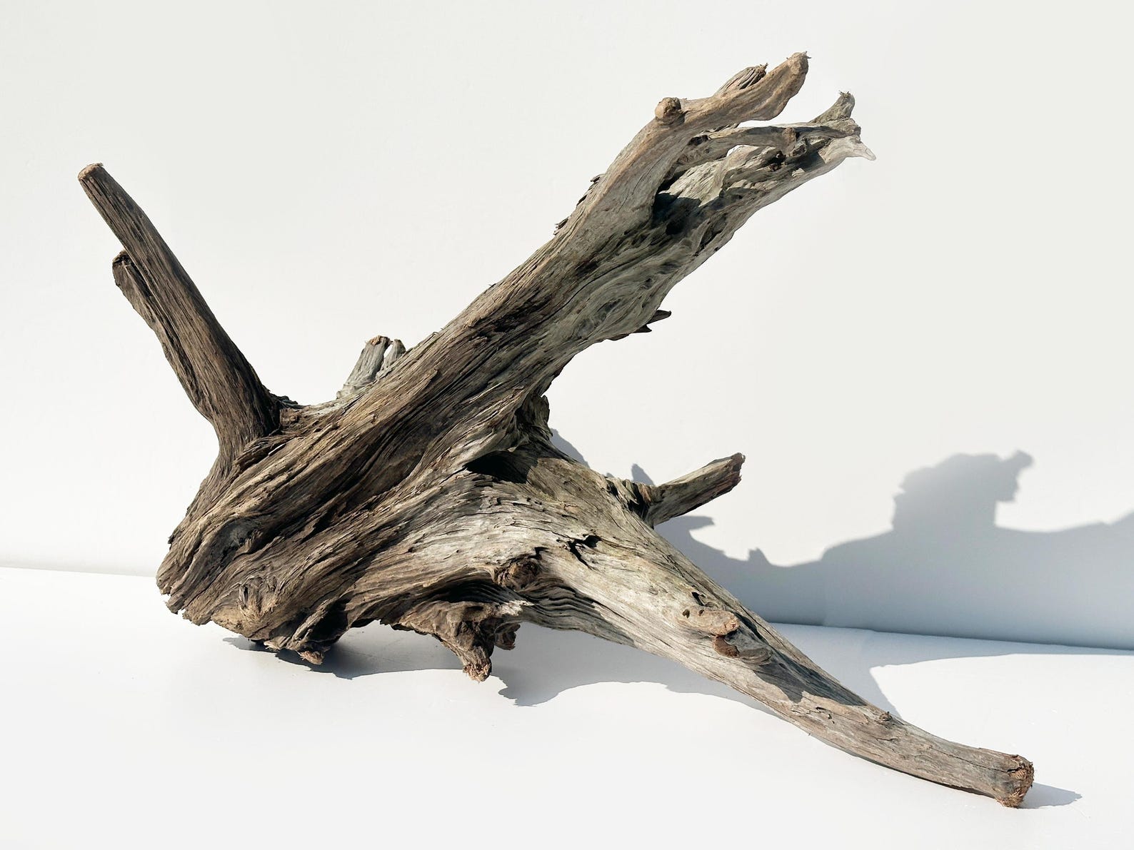 thumbnail image 2 of Pisces Ghostwood Sandblasted Branch - Natural Aquarium & Terrarium Driftwood 2 of 5