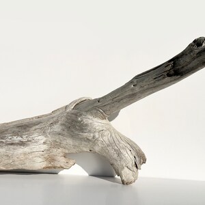 Aquarium Driftwood / Spiderwood with FREE Shipping all over INDIA at best  price in Mumbai