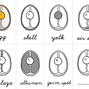 Anatomía de un huevo, cartas de 3 partes, cursiva, estudio de animales montessori