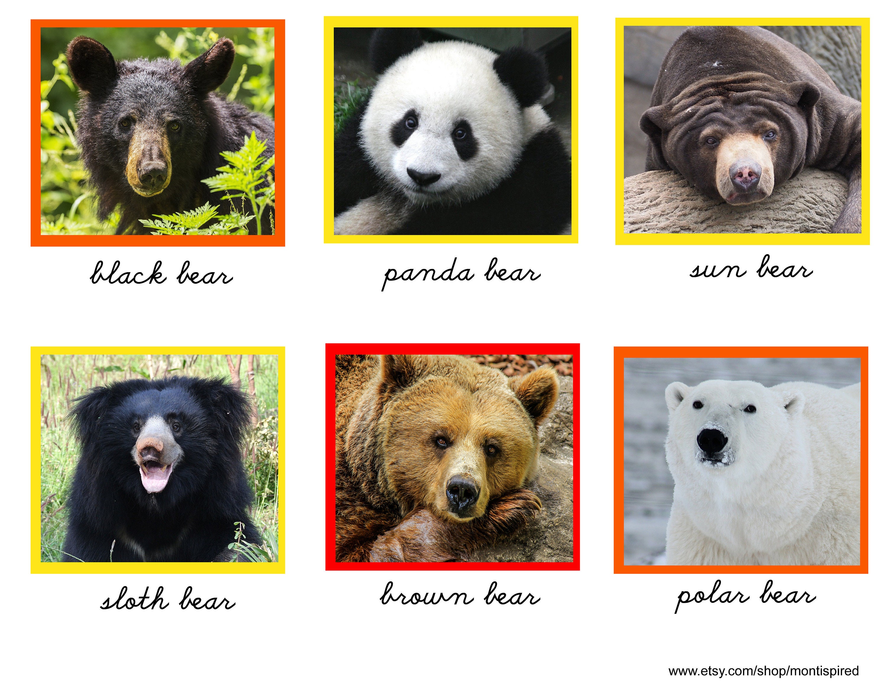 その他 Bears Bears of the World, 3 Part Cards, Bear Species Study, Montessori