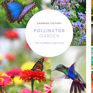 Pollinator Seed Box Gift Set, Help the butterflies, bees, and hummingbirds, DIY heirloom flowers, herbs, and beans - Growing Victory