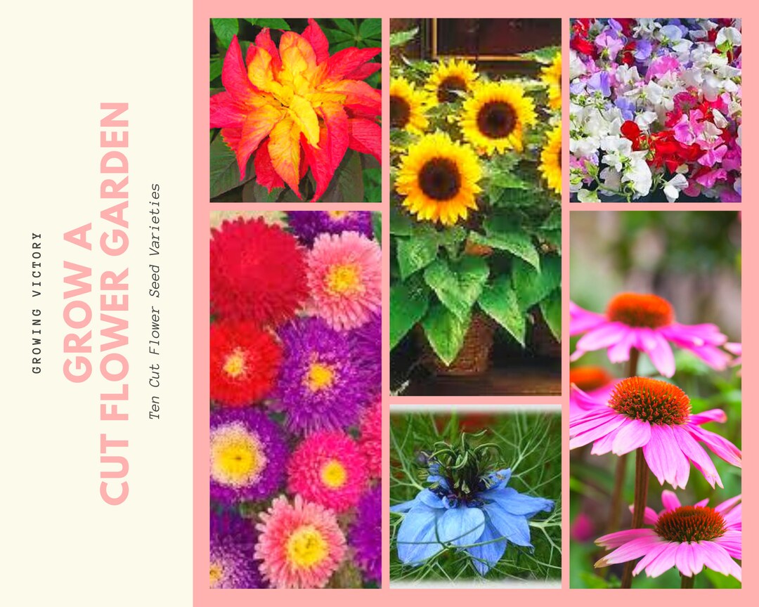 Grow a Cut Flower Garden Boxed Seed Set, Heirloom Annual Flowers - Etsy
