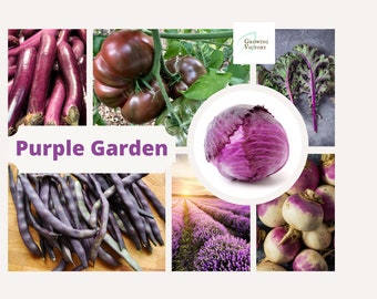 Purple Garden Seed Box perfect Gift for Purple Lover - 10 seed varieties - Growing Victory-DIY Garden Kit, Heirloom veggies and flowers.