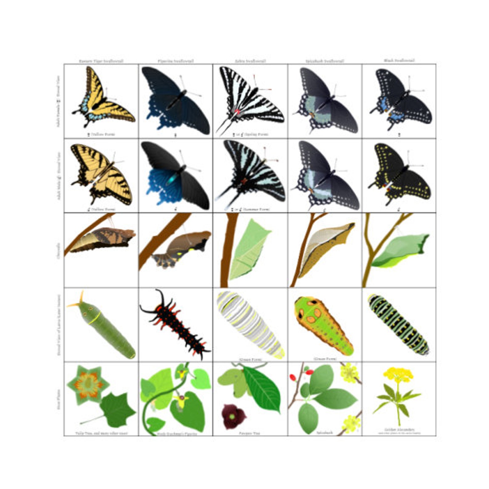 Butterfly Bingo: Swallowtails A Printable Tabletop Game | Etsy