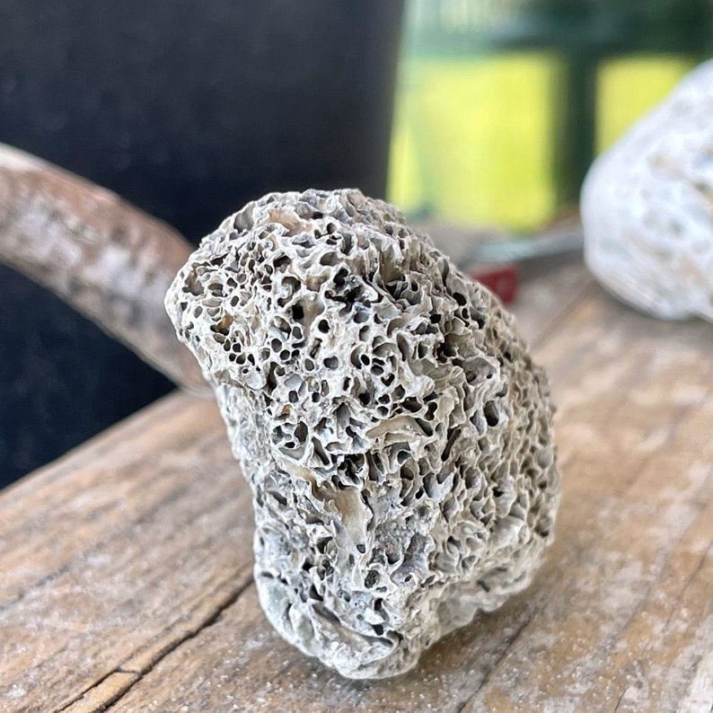 Worm Stone Fossilized Wormstone Beach Stones & Rocks Rare Etsy