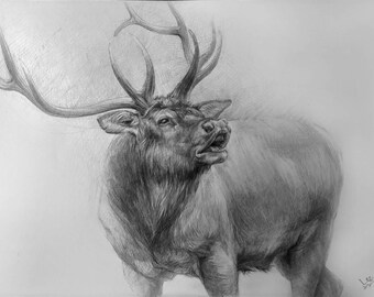 The Bolving. An original graphite pencil drawing of a red deer stags.