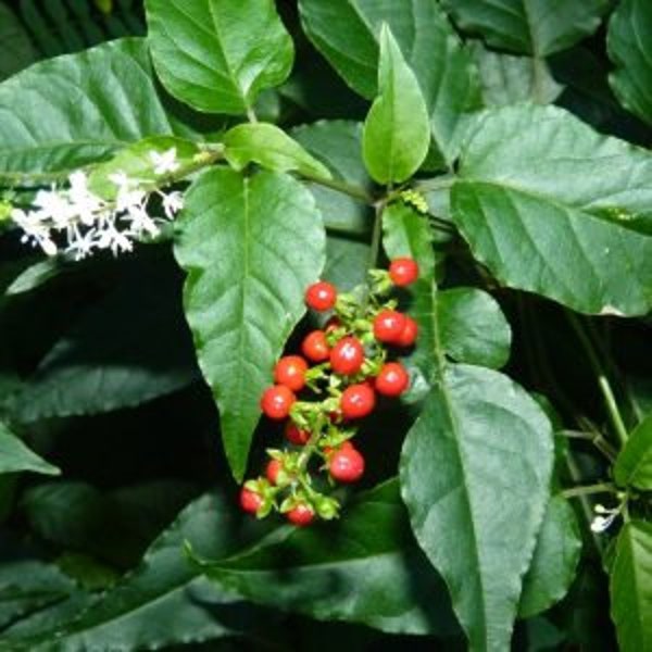 Jamaican Dog Blood Herb (fertility herb)-Inflammation weed, Bush Tea , Rivina Humilis-Pigeon berry Wildcrafted