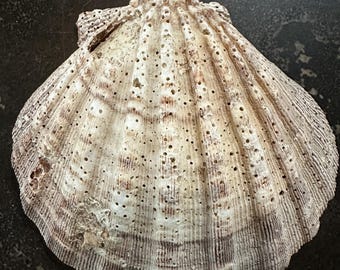 Concha de vieira con forma de pata de león