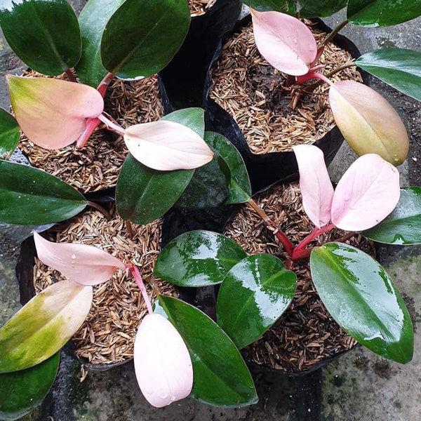 Philodendron Pink Congo / Certificado Fitosanitario Gratis / DHL EXPRESS