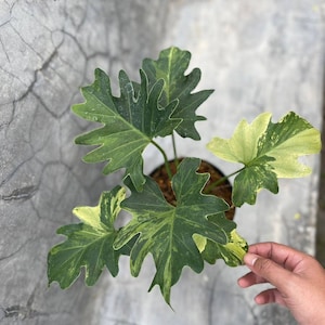 Philodendron Thaumatophyllum Java Beauty Variegated | free phythosanitary certificate