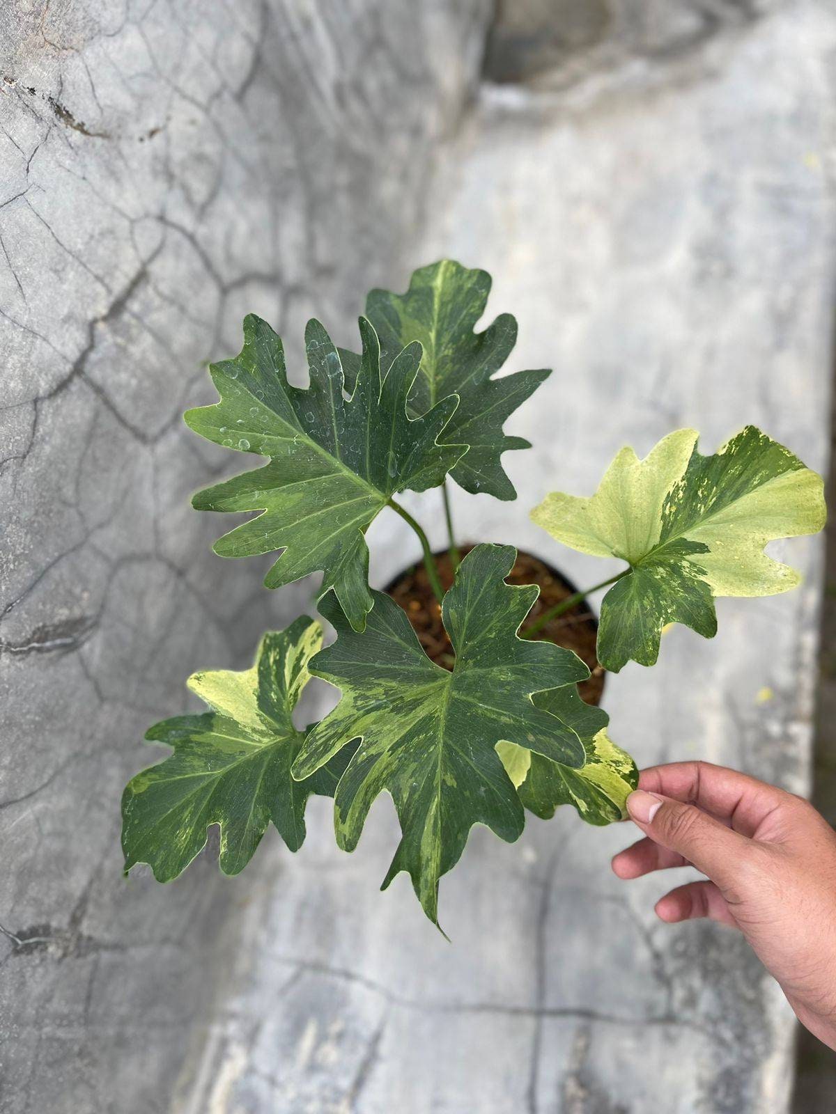 レア！Philodendron williamsii var NO2 PhilodendronWilliamsiiVariegat