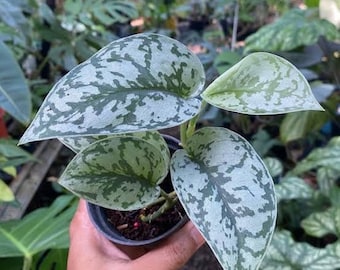 Scindapsus Sentarum センタラム② Scindapsus Sentarum - Etsy