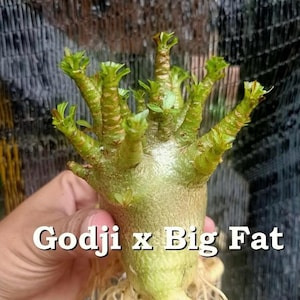 Desert Rose Adenium Godji x Big Fat With Phytosanitary Certificate