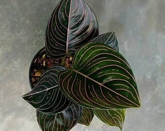 Aglaonema Rotundum Aceh Exotic Plants | Free Phythosanitary