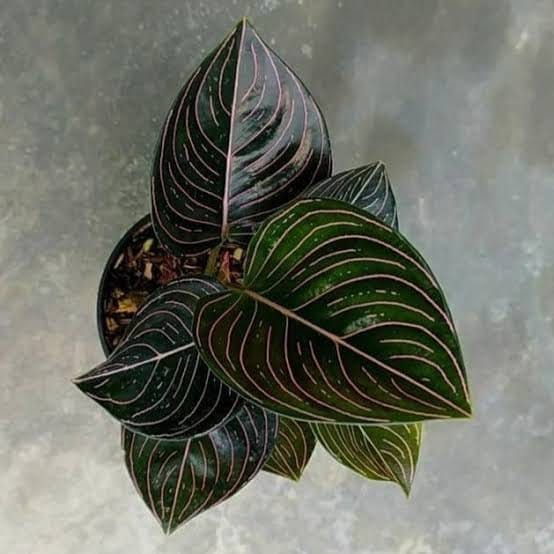 Aglaonema Rotundum Aceh Exotic Plants | Free Phythosanitary