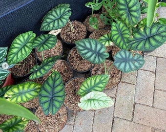 Alocasia Dragon Scale Live Plant | Free Phytosanitary Certificates | DHL Express