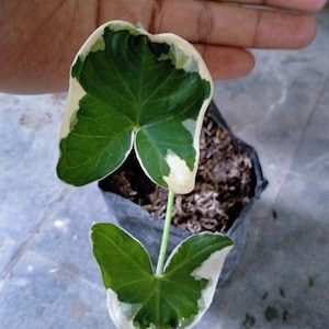 Xantshoma Ear Elephant Mickey Mouse plantes vivantes d’intérieur et d’extérieur | certificat phytosanitaire gratuit | DHL Express