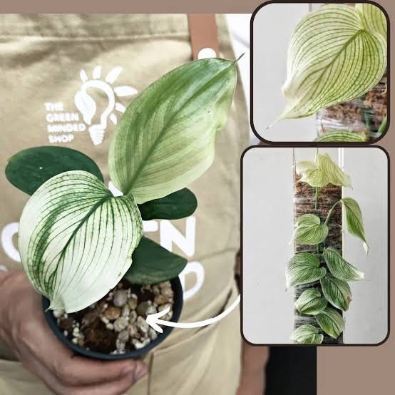 Scindapsus Sentarum - Etsy