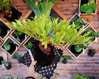 Platycerium Ridleyi Exotic Plants House Plant Free phythosanitary certificate DHL Express