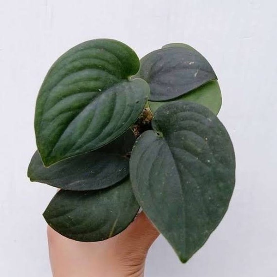 Scindapsus Black satin dark form Live Plants Aroid Plants | free phythosanitary certificate DHL express