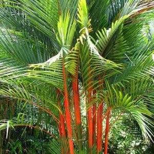 Zeldzame Cyrtostachys Renda Lipstick Palm Red Aroid tropische levende planten | Gratis fytosanitaire certificaten | DHL Express