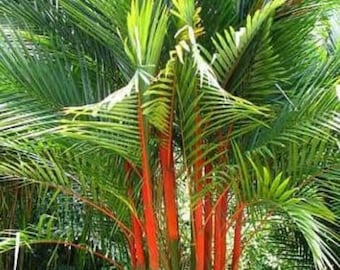 Rare Cyrtostachys Renda Lipstick Palm Red Aroid Tropical Live Plants | Free Phytosanitary Certificates | DHL Express