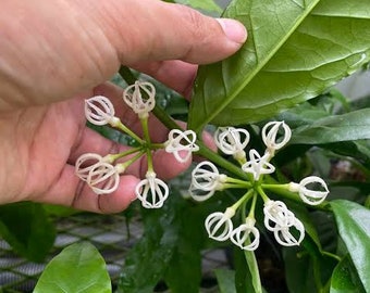 Hoya Decipulae Plante d’intérieur Aroid Plantes vivantes | Certificat phytosanitaire gratuit DHL Express