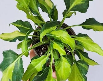 Philodendron Xanadu Variegated | free phythosanitary certificate