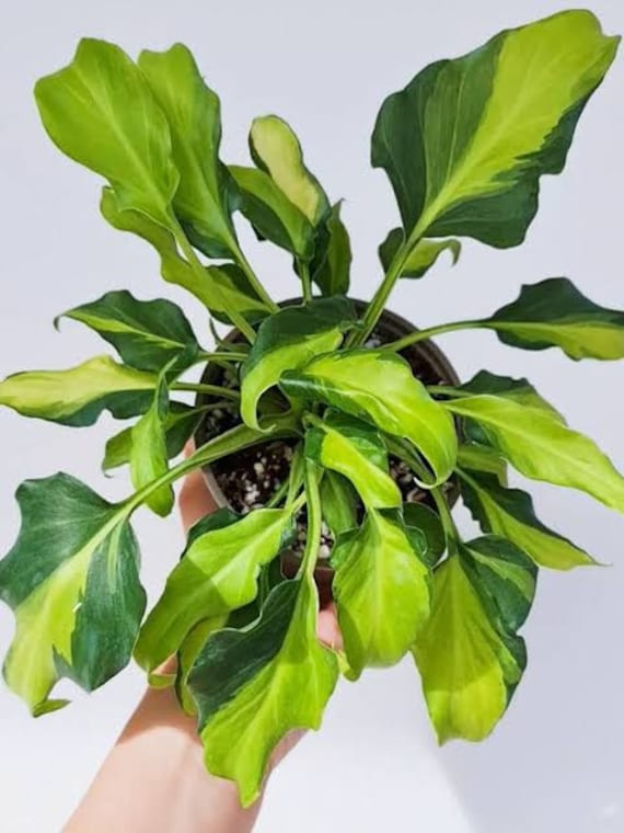 philodendron mit haaren Philodendron Squamiferum main image 1