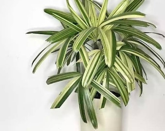 Rhapis Humilis Lady Palm Tree Variegated | free phythosanitary certificate