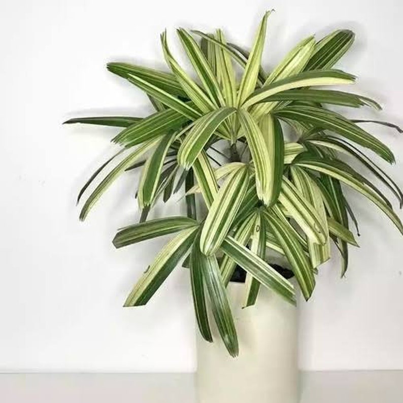 Rhapis Humilis Lady Palm Tree Variegated free phythosanitary certificate image 1