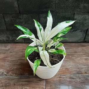 Wholesale 10x Spathiphyllum Peace Lily Variegated indoor and outdoor live plants | Phytosanitary Certificate | DHL Express Shipping