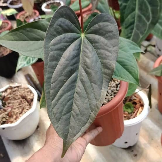 Anthurium moodeanum / アンスリウム・ムーデアナム Anthurium moodeanum / アンスリウム・ムーデアナム