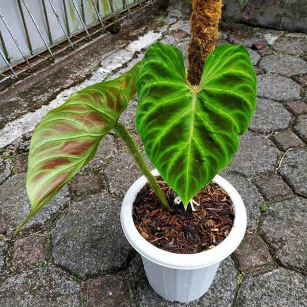 Philodendron Verucosum Live Plants | Free Phytosanitary Certificates | DHL Express