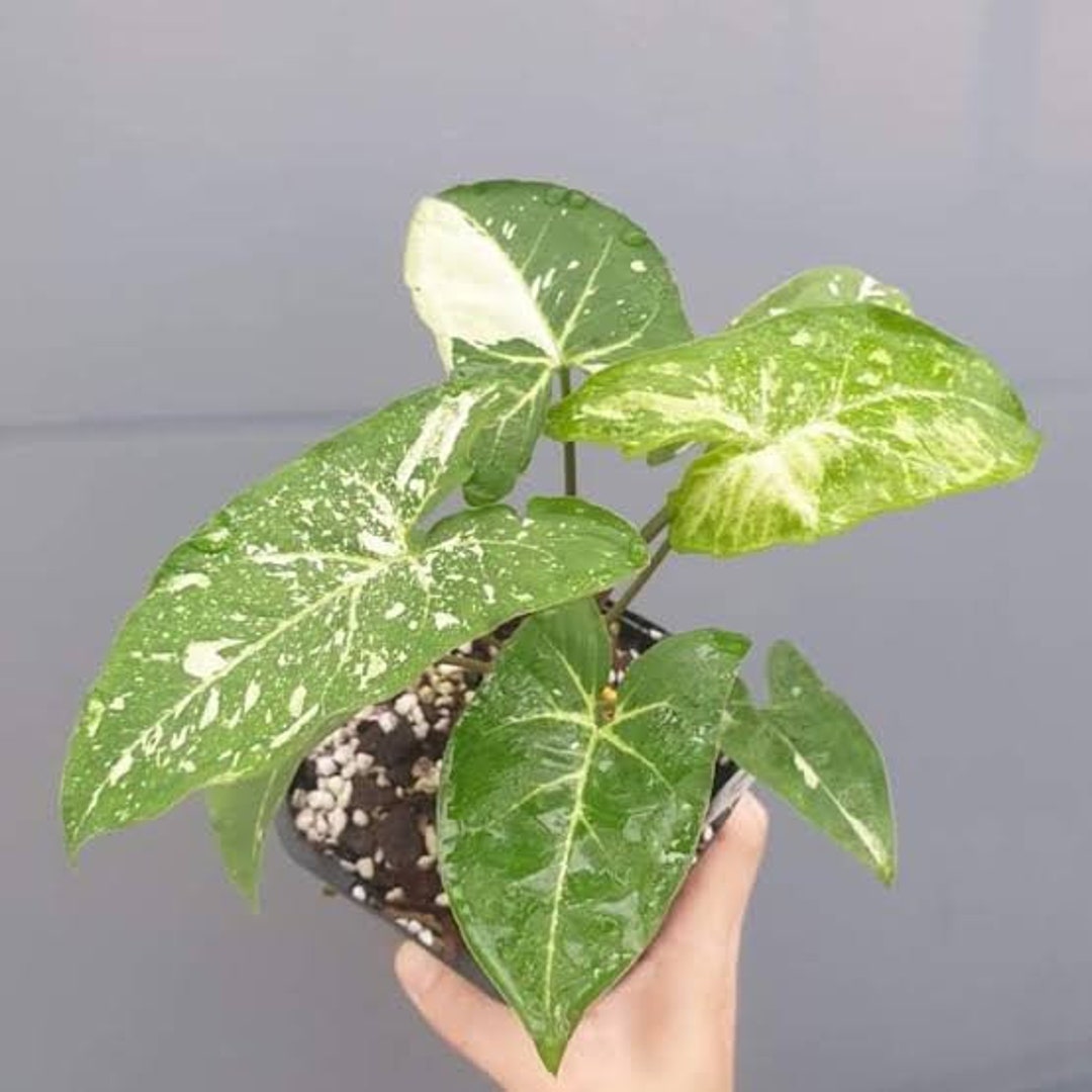 Syngonium Panda Galaxy Variegated | Free Phythosanitary Certificate - Etsy