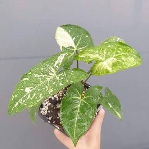 May include: A potted plant with variegated leaves. The leaves are green and white with a speckled pattern. The plant is in a black plastic pot.
