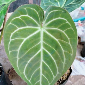 Anthurium Magnificum Plantes Vivantes | certificat phytosanitaire gratuit | DHL Express