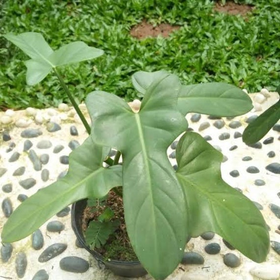 Philodendron Violin Silver Bipennifolium | free phythosanitary certificate