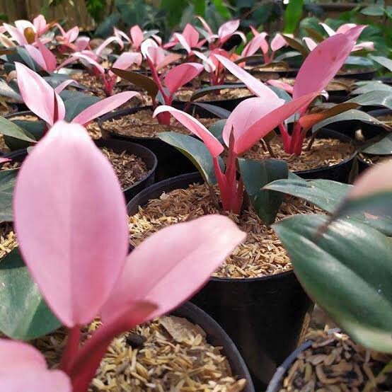 Wholesale 3x Philodendron Pink Congo | Free Phythosanitary Certificate -  Etsy