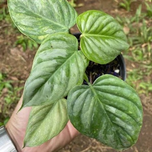 Philodendron Sodiroi Variegated Exotic Plants | free phythosanitary certificate