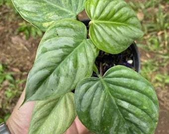 philodendron gloriosum crawler Philodendron Gloriosum 4